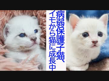 病弱シャムキジ保護子猫、イモから猫へ進化中