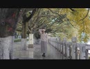 【Lain】金木犀【踊ってみた】