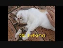 【～多分（たぶん）～】触るときの猫ちゃん「お腹の総合マニュアル」