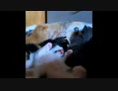 【短すぎるけど可愛い動画】おやつを夢見ていそうな子猫たち