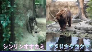 【神戸どうぶつ王国】シンリンオオカミ・アメリカクロクマを見るあい❤間近でみると凄い迫力!!