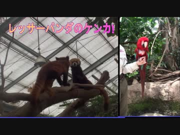 【神戸どうぶつ王国】熱帯の湿地で色々な動物を見るあい❤レッサーパンダのケンカも有り!!