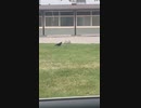 ホモと見るウサギの尻を狙うカラス