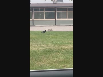 ホモと見るウサギの尻を狙うカラス
