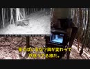 (近況報告な見廻り回ｗ)変態忍者の、有害鳥獣駆除従事活動記・その２４０