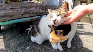 リアカーに乗っていた三毛猫ちゃん、近くに行くとモフられに降りてきた