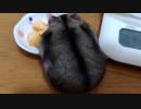 ハムスター飼いました。その146～2023年5月だよ!!体重測定だよ!!～