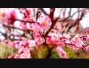 奈良　月ヶ瀬　梅園