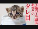 イモはタレ目だ！コネコチャンズ