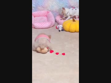 ホモと見る種付けプレスする犬
