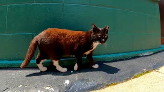 漁協勤務から帰宅する島の猫