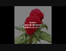 赤い椿