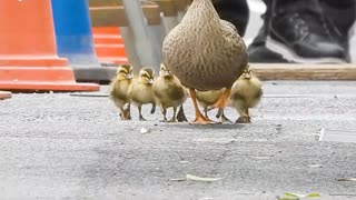 カルガモアベンジャーズ本来の姿（日テレ みんなの動物園カモの引っ越し2023を見て）