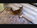 ベンガルヤマネコは眠らない　ベンガルがやって来るヤァ!ヤァ!ヤァ!.mp1