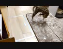灘猫影流の真骨頂は寝技にあり.mp3
