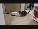 なんだこれは！.mp4