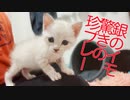 銀色のイモ子猫、覚醒の珍プレーを見せる