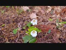 カメラ担いで巡る♪♪芸州路１　ミヤマカタバミ、ホソバナコバイモ（絶滅危惧種）〜撮影ペンタックスK７０〜