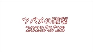 つばめの観察2023No011