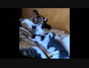 【短すぎる動画】ママ、愛が激しすぎるよ