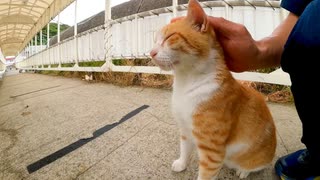 フェリー乗り場の猫ちゃん、ナデナデされてぺったんこになる