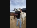 【マッサージ】馬の首の骨をボキッっとする動画