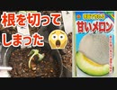 去年失敗したメロンに再チャレンジも初回からピンチ！【メロン（市場小路）2023 part 1】