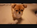 うるうるお目目のおじゃる
