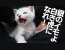 銀のイモ子猫、白き虎への最初の第一歩