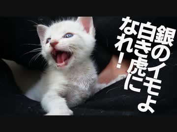 銀のイモ子猫、白き虎への最初の第一歩