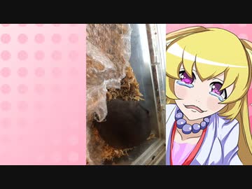 ヒヨリちゃんのハムスターの日常。57