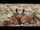ちょっとだけスナガニを眺めに行く　その2