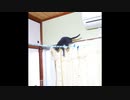 【短い動画】あの時子猫が怒っていたのは、「カーテンに登りたい」と言っていたのかも