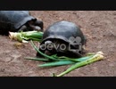 三好多加也　Giant Tortoises Feeding Inside A Sanctuary In Isla Isabela, Galapagos, Ecuador - close up