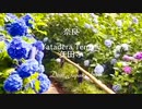 奈良　矢田寺