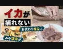 水揚げ９６％減！漁師もため息の「スルメイカ不足」天ぷらチェーンが“塩辛”を制限へ