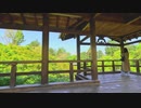 青もみじ東福寺