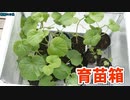 メロンは根っこを切っても大丈夫【メロン（市場小路）2023 part 2】