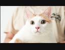 賢き保護子猫、2歳の誕生日に超美猫になる