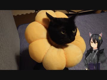 ポンデリングをつけてみた(ΦωΦ)