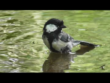 試作型バードバスで、シジュウカラの水浴びを眺める