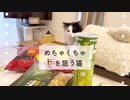 ドンキで爆買いしたら愛猫に狙われました…□ #cat #猫