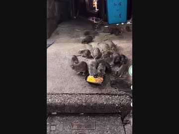 ホモと見る野生のネズミにエサを与えて楽しむ陽キャ配信者