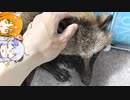 たぬきをモフる会【ゆっくり日記】