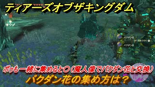 ゼルダの伝説ティアーズオブザキングダム　バクダン花の集め方は？ポゥも一緒に集めると〇（魔人像でバクダン花と交換）　素材集め効率のいい集め方　＃４００　【ティアキン】