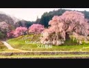 奈良　又兵衛桜