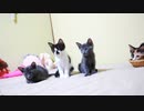 初めて子猫に怪獣手袋を見せたら…吹っ飛んだ