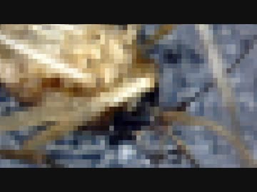 呪物『蚊のミイラ』