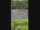 ホモと見る水位が下がって窒息死してしまった大量の魚