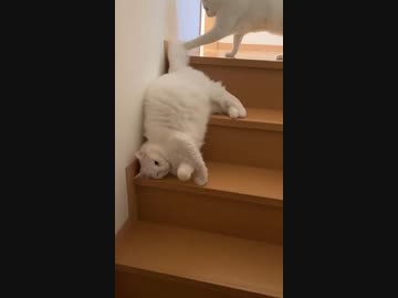 ホモと見る液体